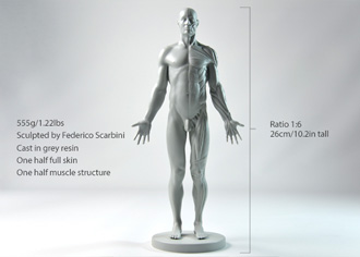 3DTotal’s Anatomical Collection: Male Figure 3DTotal’s Anatomical Collection: Male Figure