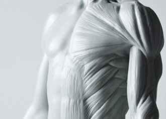 3DTotal’s Anatomical Collection: Male Figure 3DTotal’s Anatomical Collection: Male Figure
