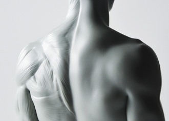 3DTotal’s Anatomical Collection: Male Figure 3DTotal’s Anatomical Collection: Male Figure