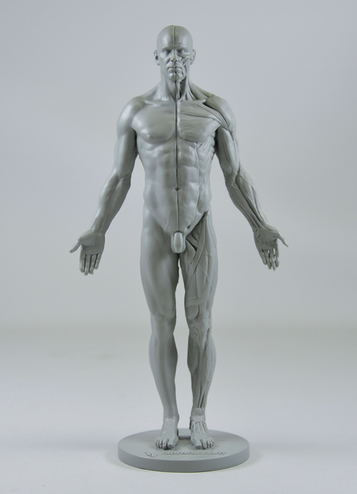 3DTotal launched the Anatomical Collection: Male Figure as a. project in Ma...